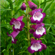 Penstemon Charles Rudd